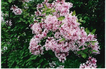 Syringa microphylla Superba